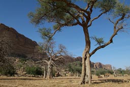 Balanzan, Faidherbia Albida, type of Acacia, Dogon Land